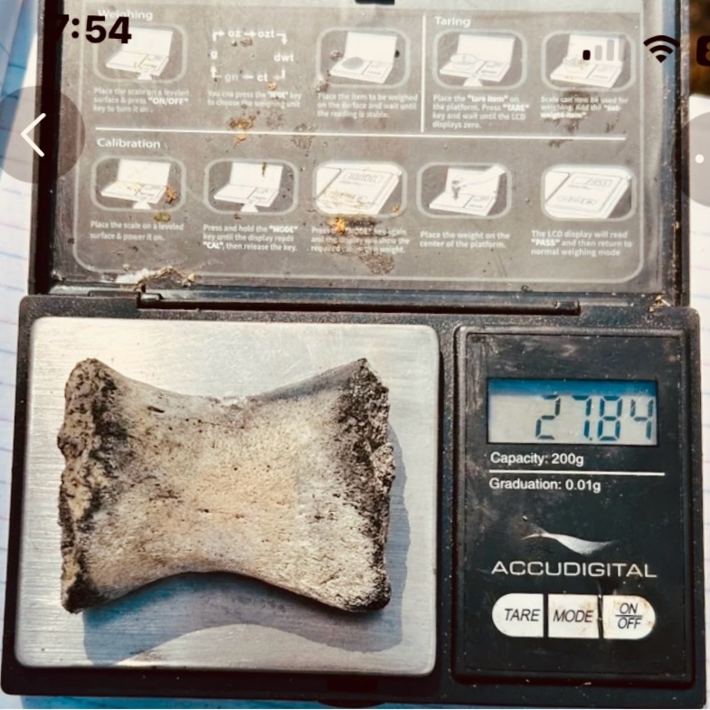 PRE-HISTORIC & REAL DINOSAUR KNUCKLE BONE, JURASSIC ERA, PTERODACTYL / CROC. A+! - Picture 3 of 4